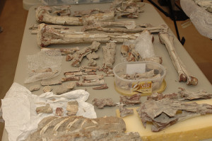 On July 10, 2014, in a formal ceremony in Manhattan, ICE and the Justice Department returned to the Mongolian government the fossilized remains of over 18 dinosaur skeletons, including two Tyrannosaurus bataar skeletons that were unlawfully taken from Mongolia.