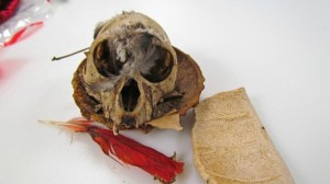 U.S. Customs and Border Protection agriculture specialists encountered this primate skull with feathers May 22, 2014 at Washington Dulles International Airport. (CBP Photo/Handout)