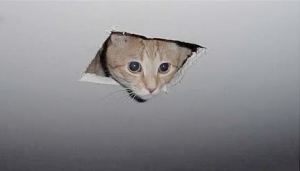 Ceiling cat couldn't believe it either.