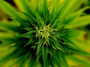 marijuana dui laws 